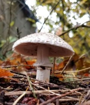 Closeup of a light gray mushroom with a broad cap, growing on the ground among fallen twigs and autumn leaves